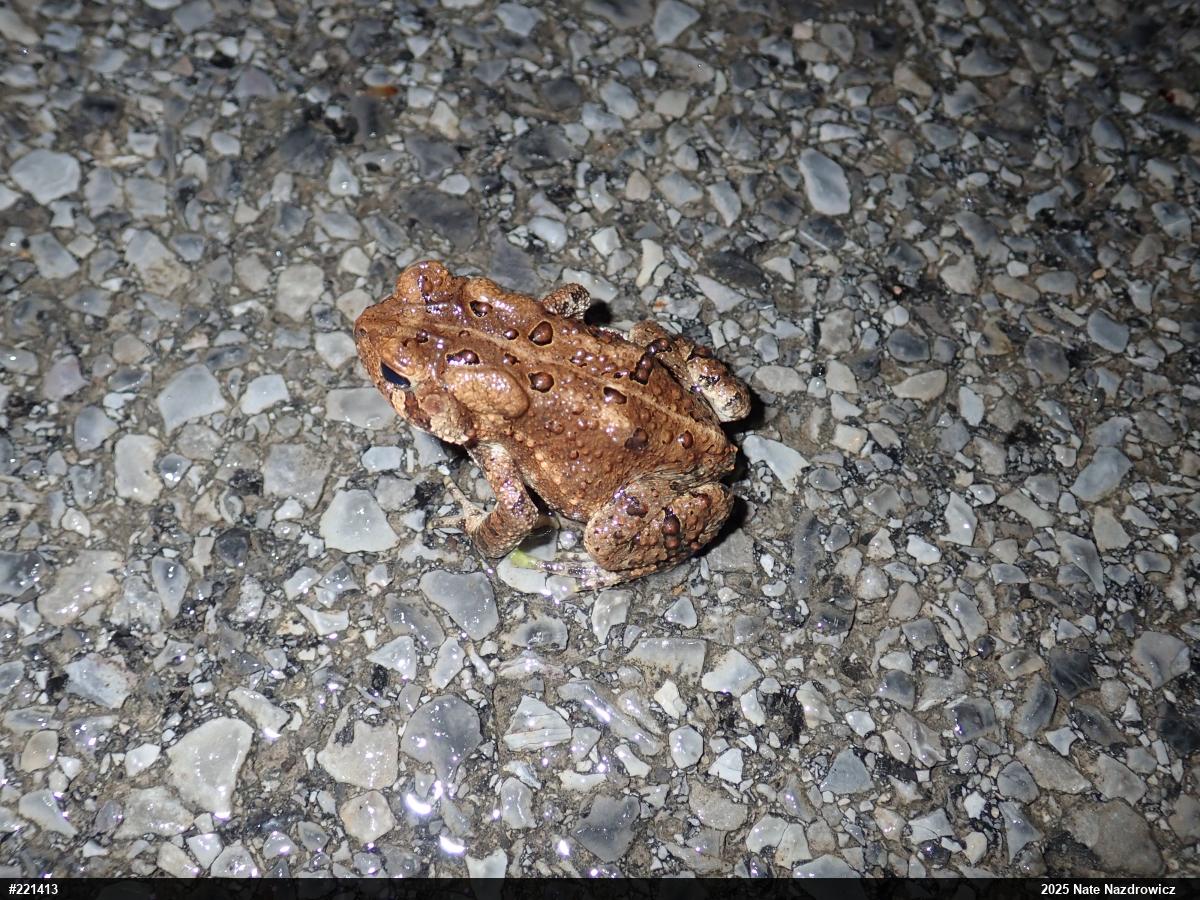Eastern American Toad