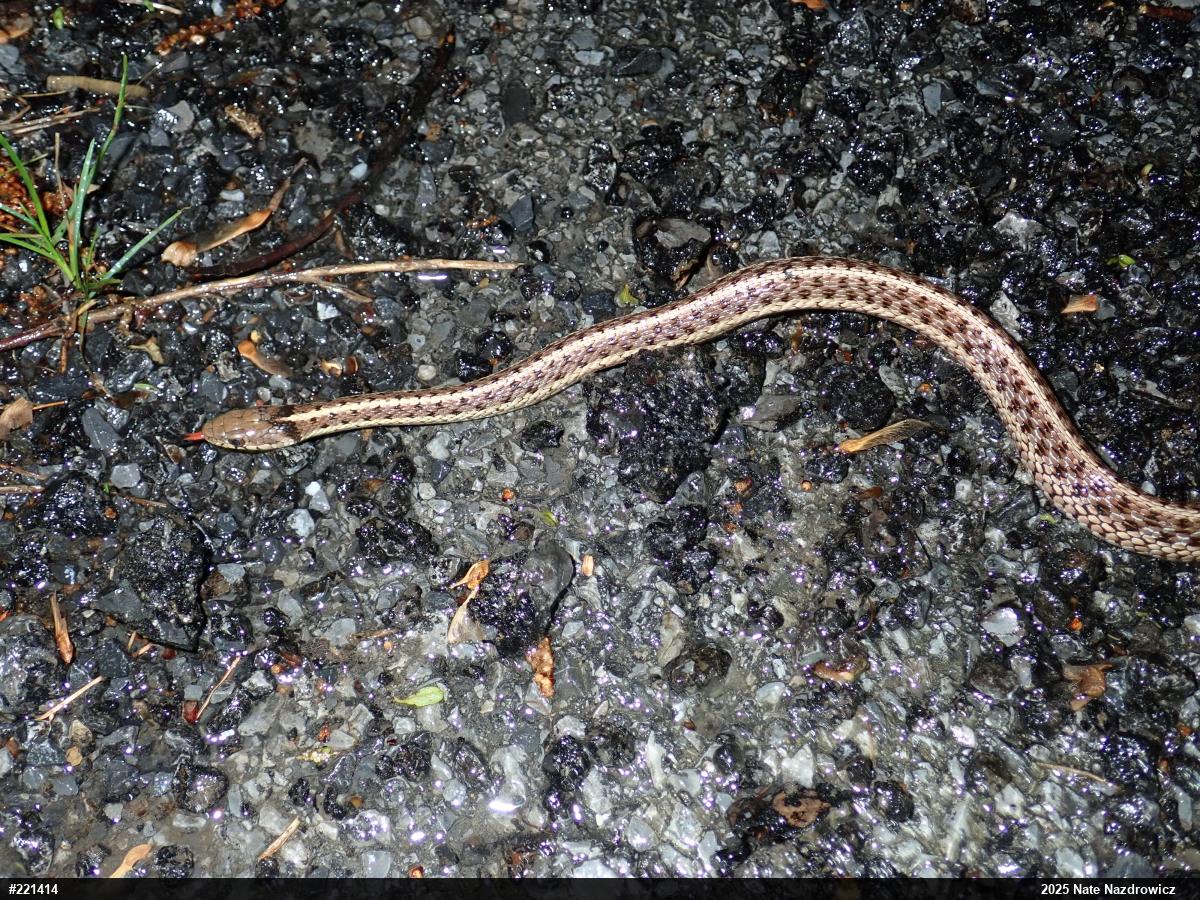 Eastern Gartersnake