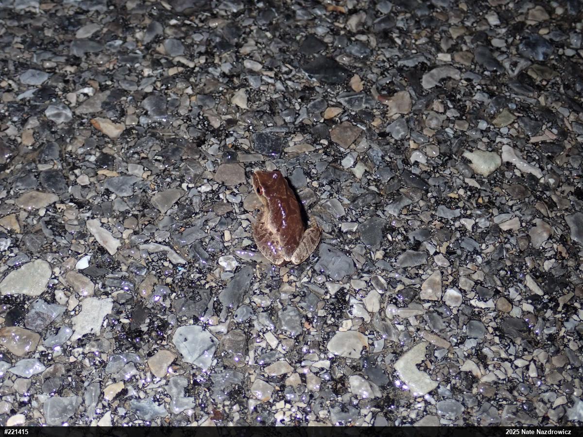 Spring Peeper