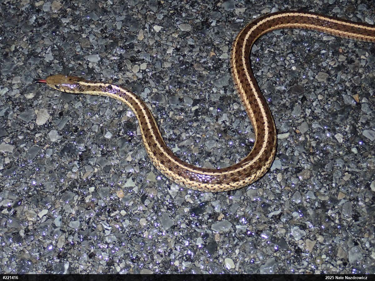 Eastern Gartersnake