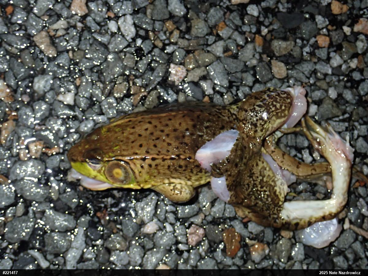 Green Frog