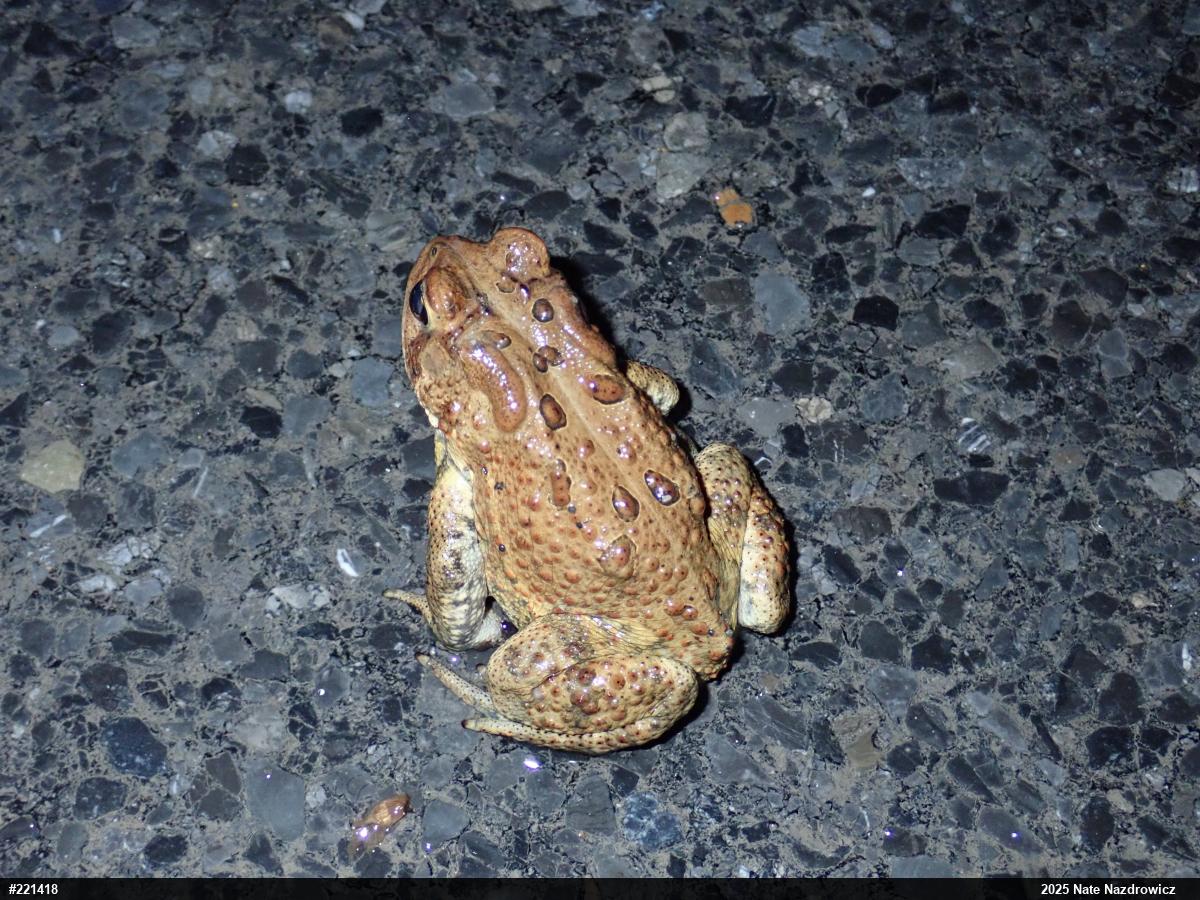 Eastern American Toad