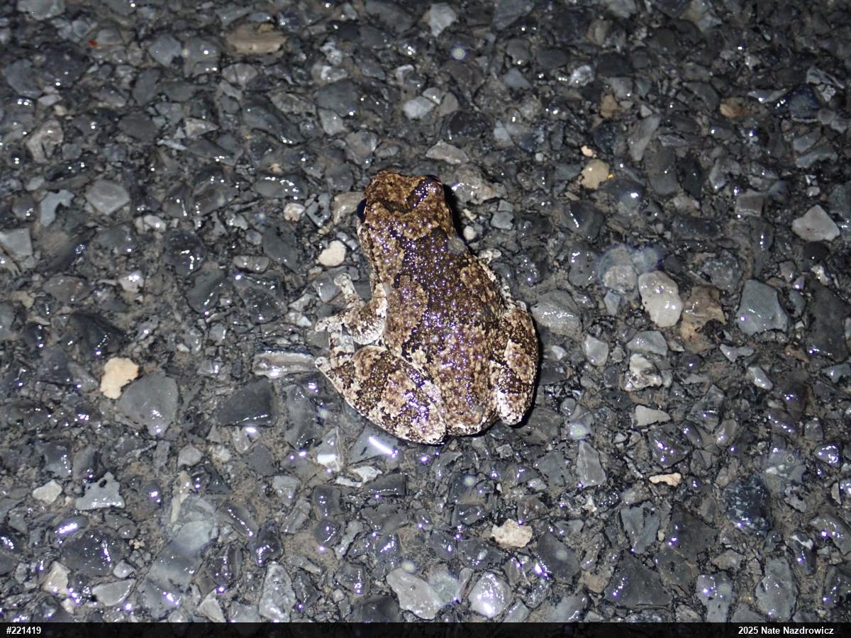 Unknown Gray Treefrog