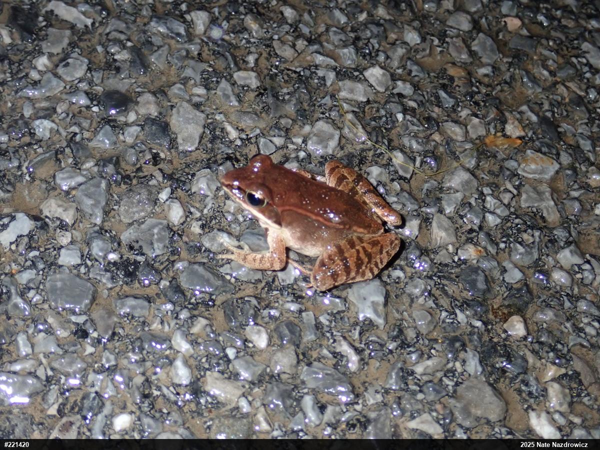 Wood Frog