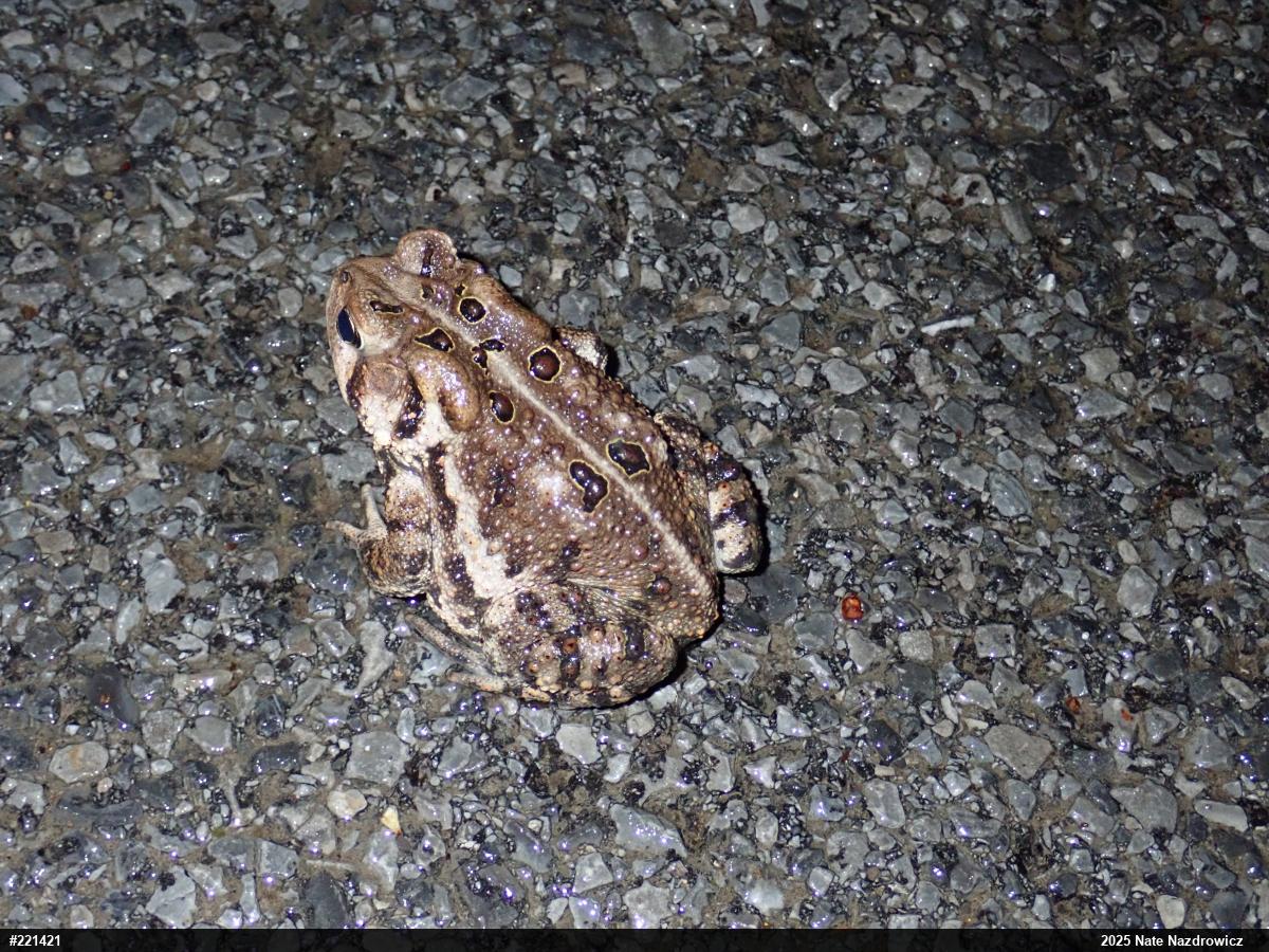 Eastern American Toad