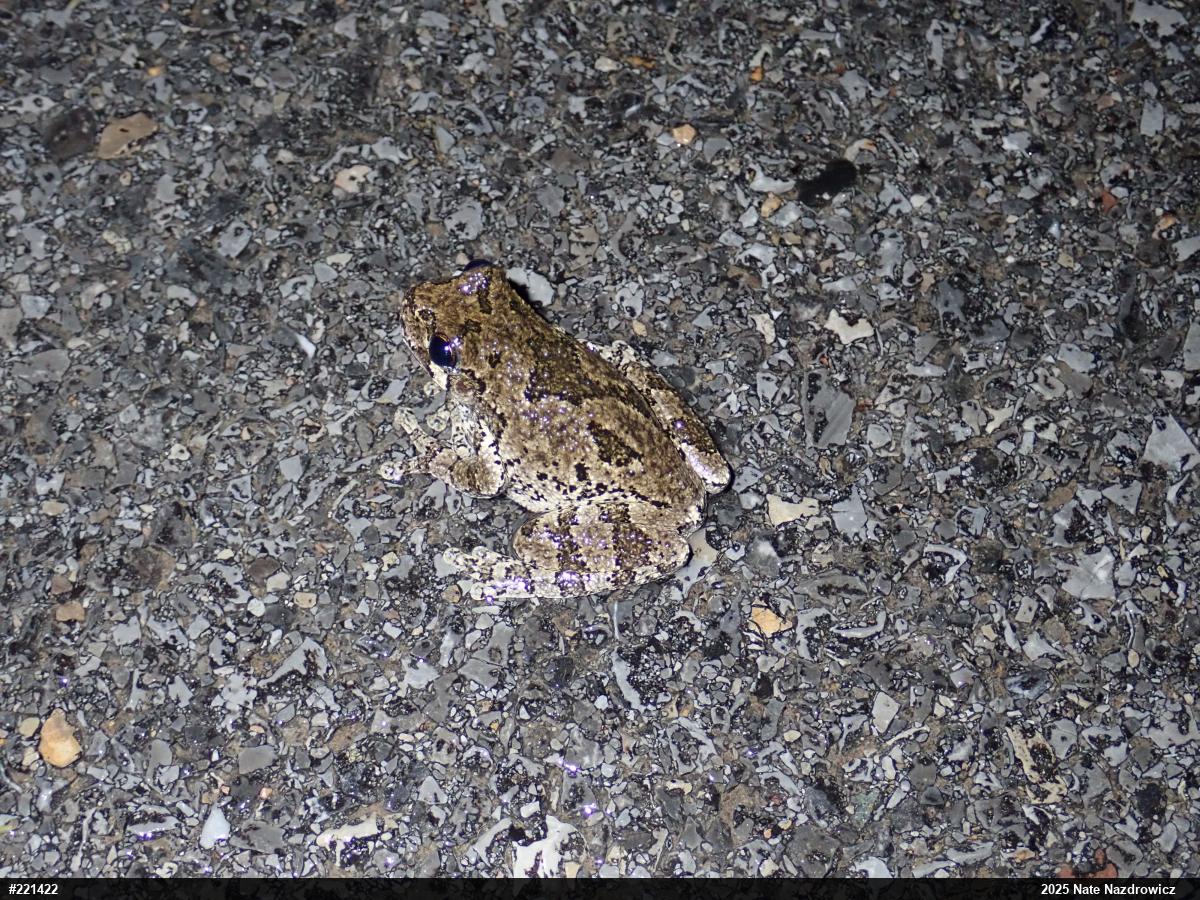 Unknown Gray Treefrog