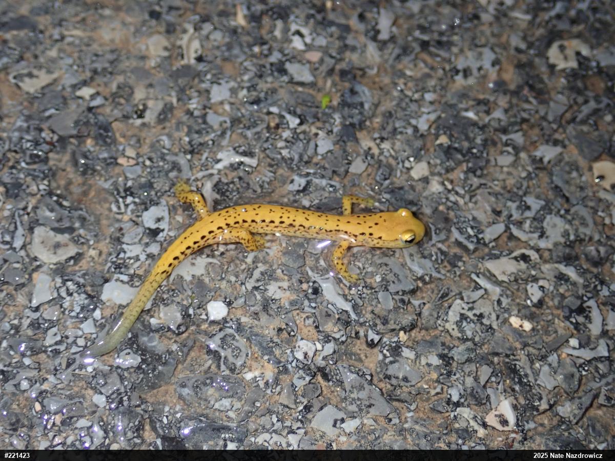 Eastern Long-tailed Salamander