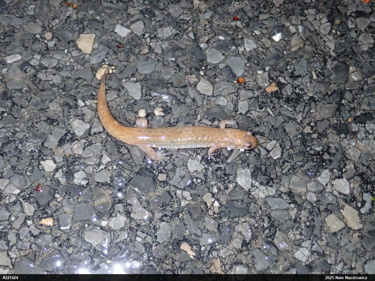 Northern Dusky Salamander