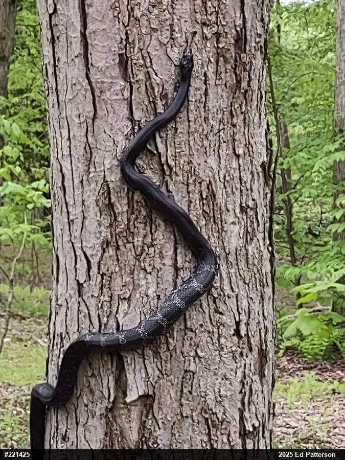 Eastern Ratsnake