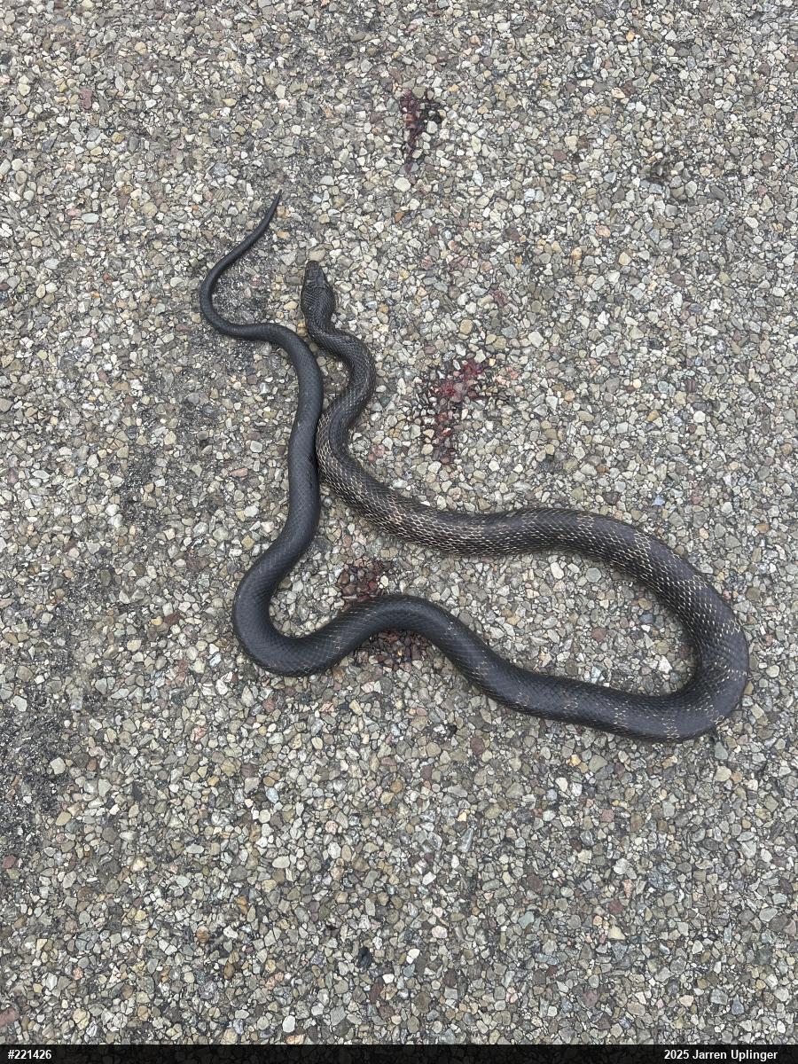 Eastern Ratsnake
