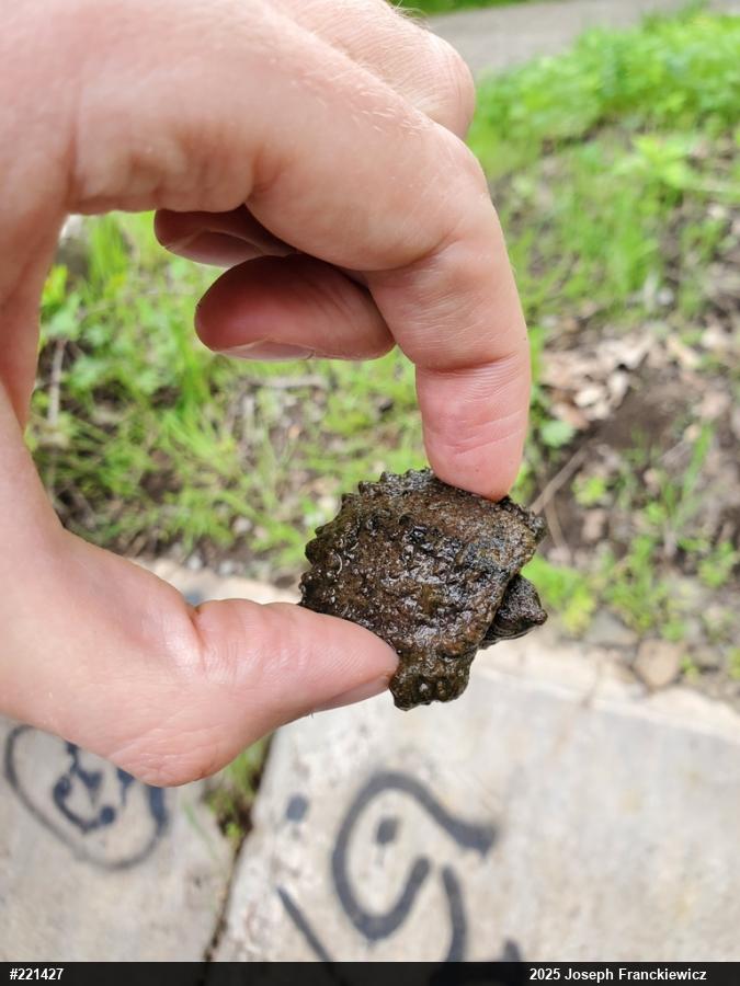 Snapping Turtle