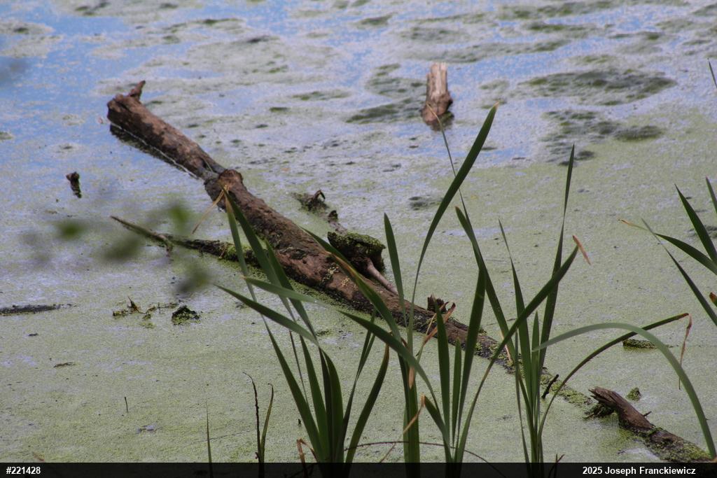 Snapping Turtle