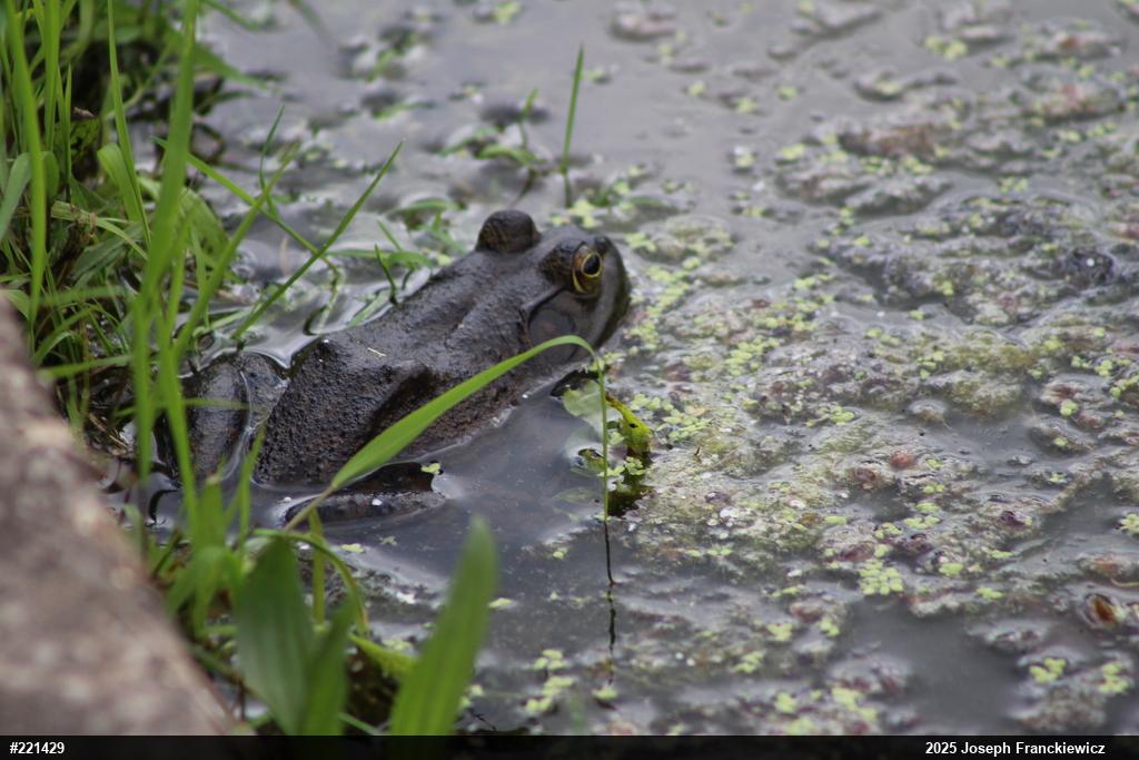 American Bullfrog