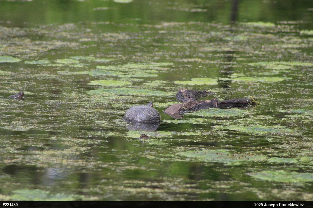 Red-eared Slider