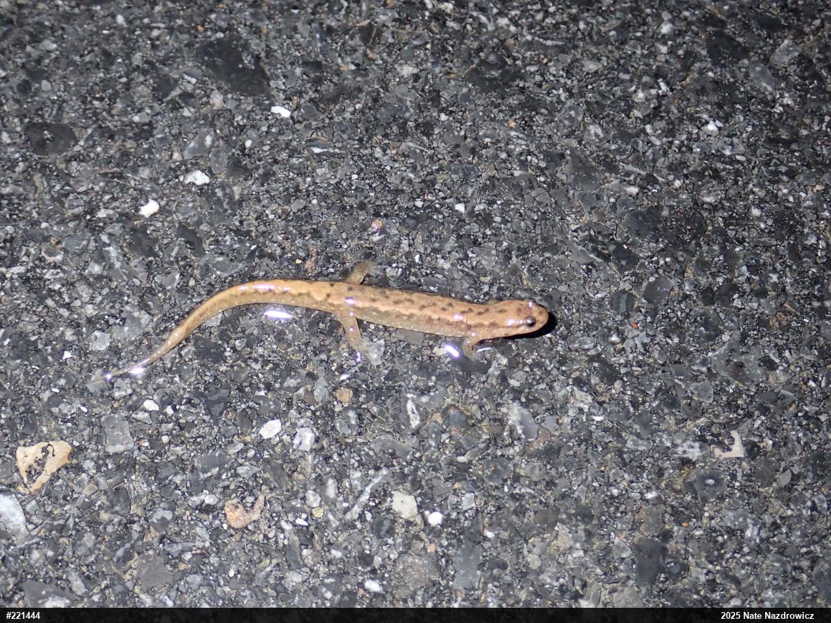 Northern Dusky Salamander