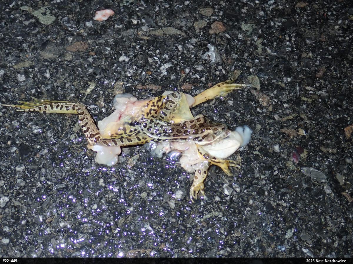 Pickerel Frog