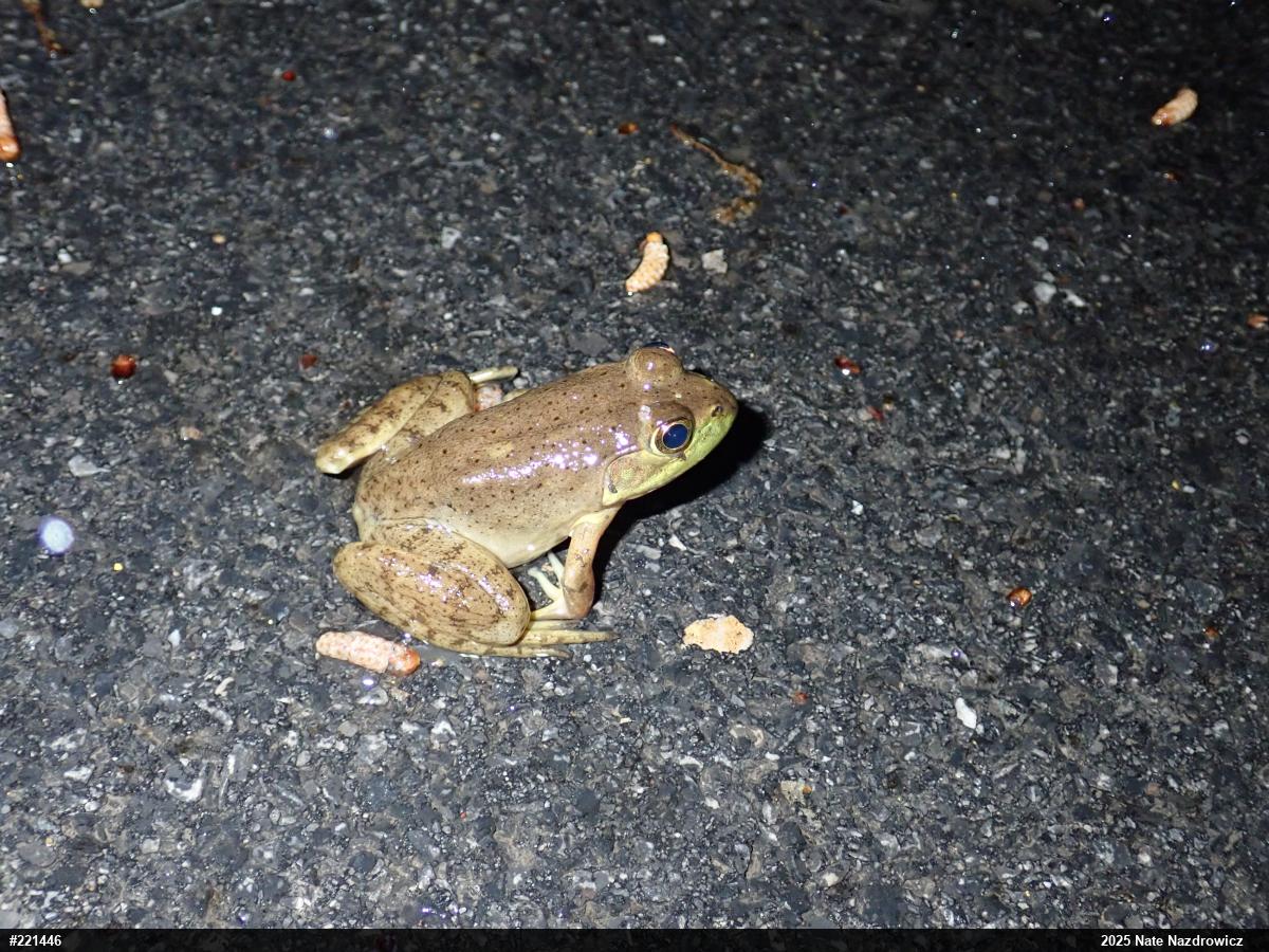 American Bullfrog