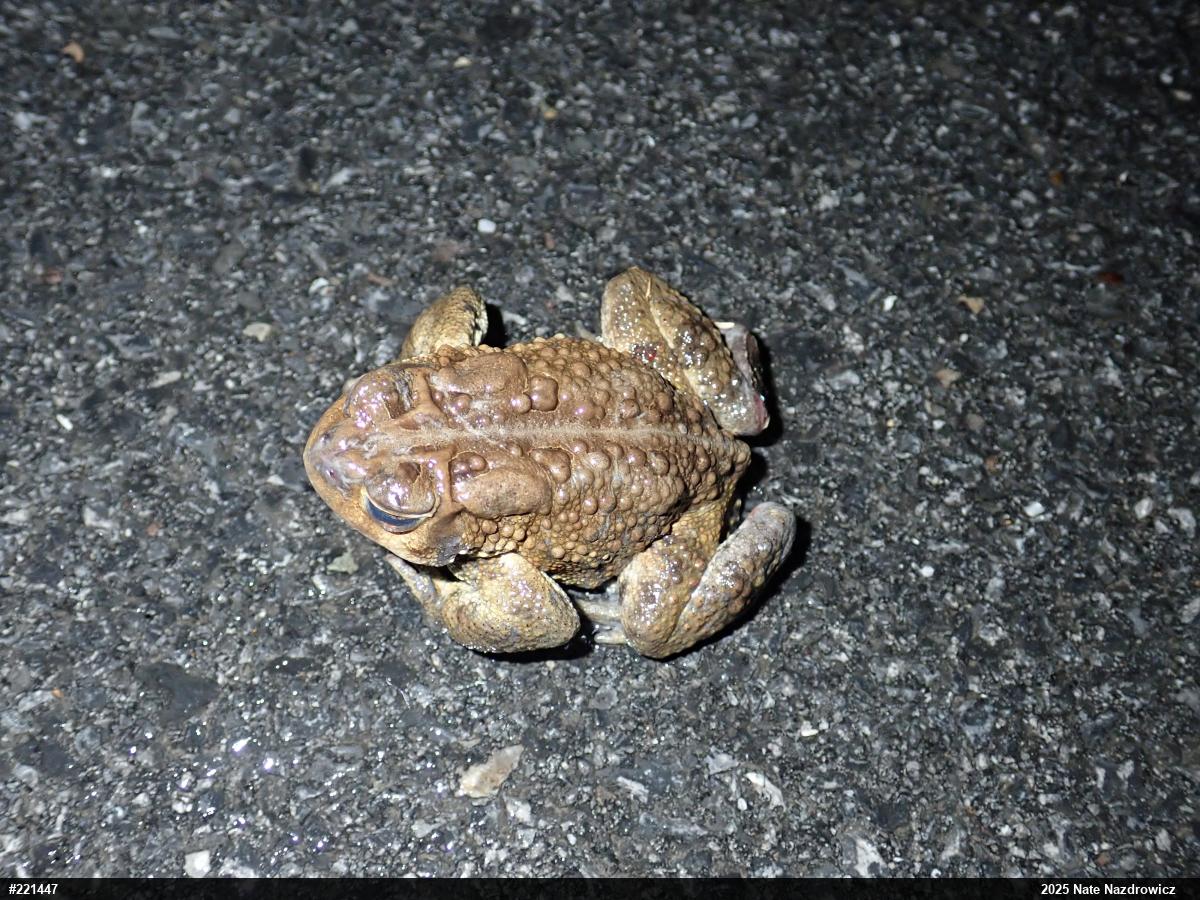 Eastern American Toad