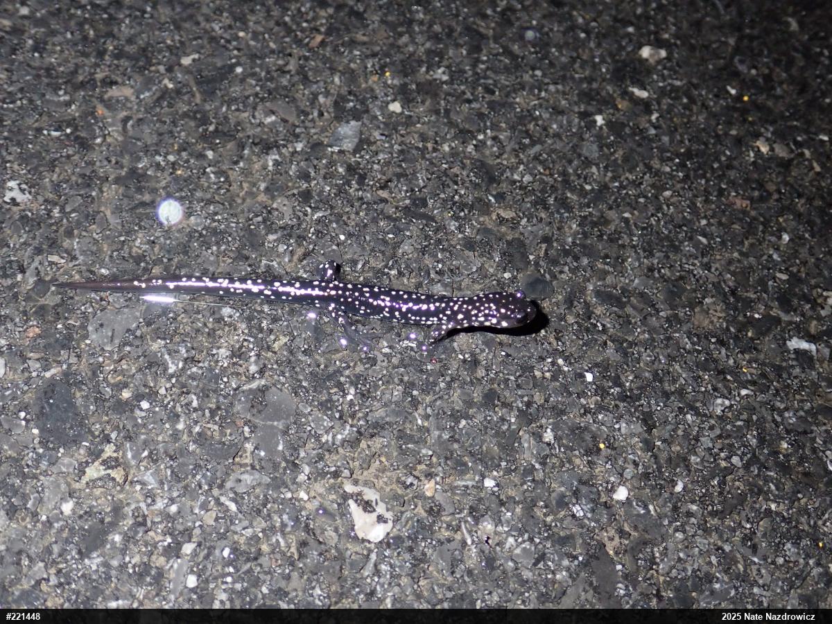 Northern Slimy Salamander