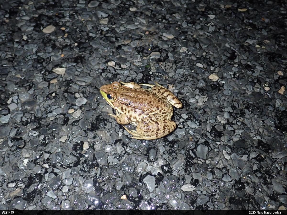 Green Frog