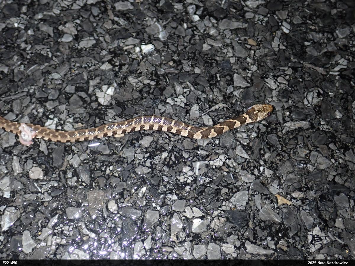 Northern Watersnake