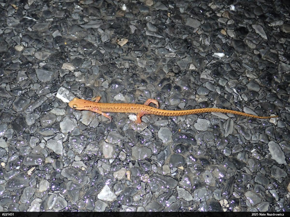 Eastern Long-tailed Salamander