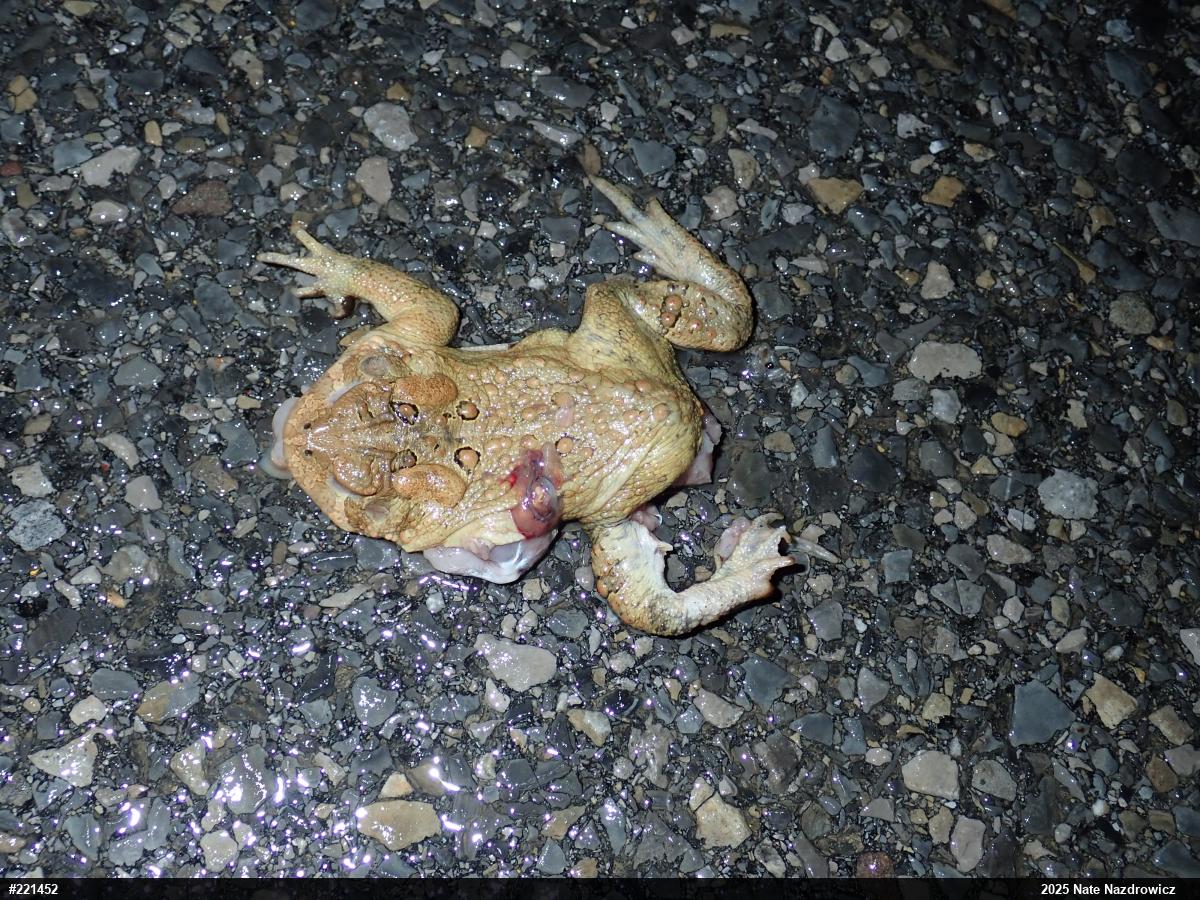 Eastern American Toad