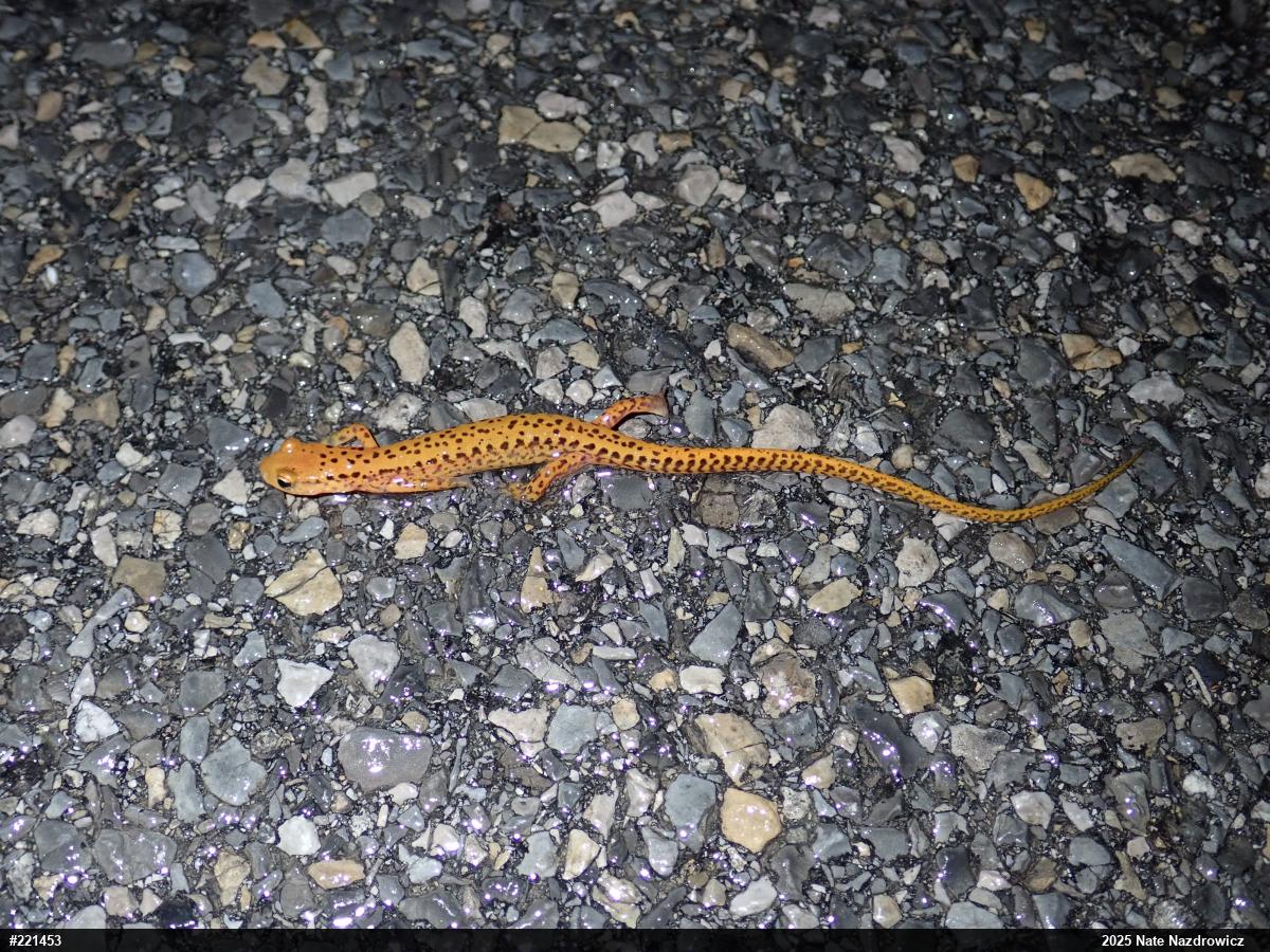 Eastern Long-tailed Salamander