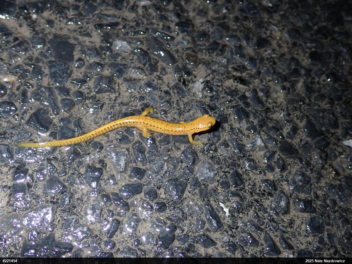 Eastern Long-tailed Salamander