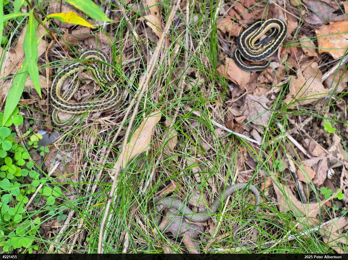 Eastern Gartersnake