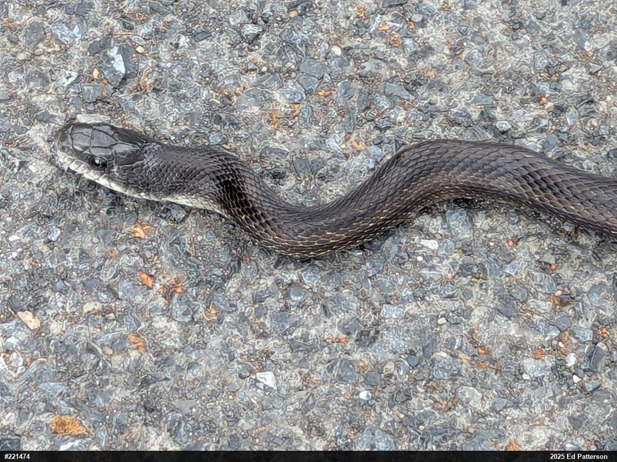 Eastern Ratsnake