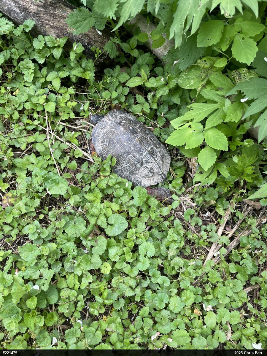 Wood Turtle