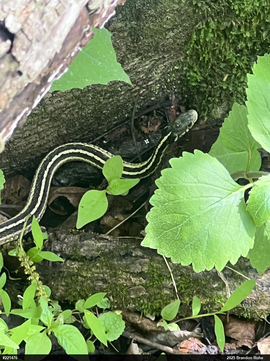 Eastern Gartersnake