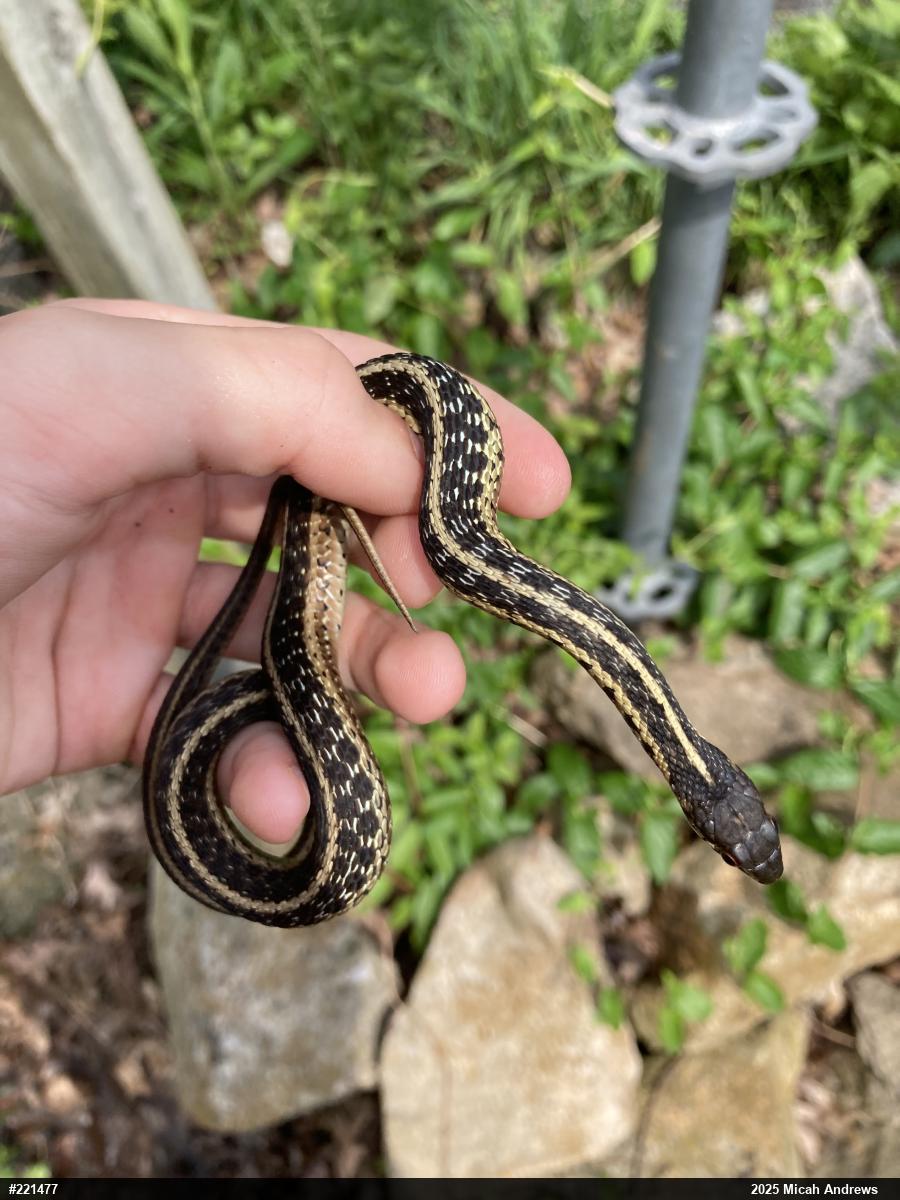 Eastern Gartersnake