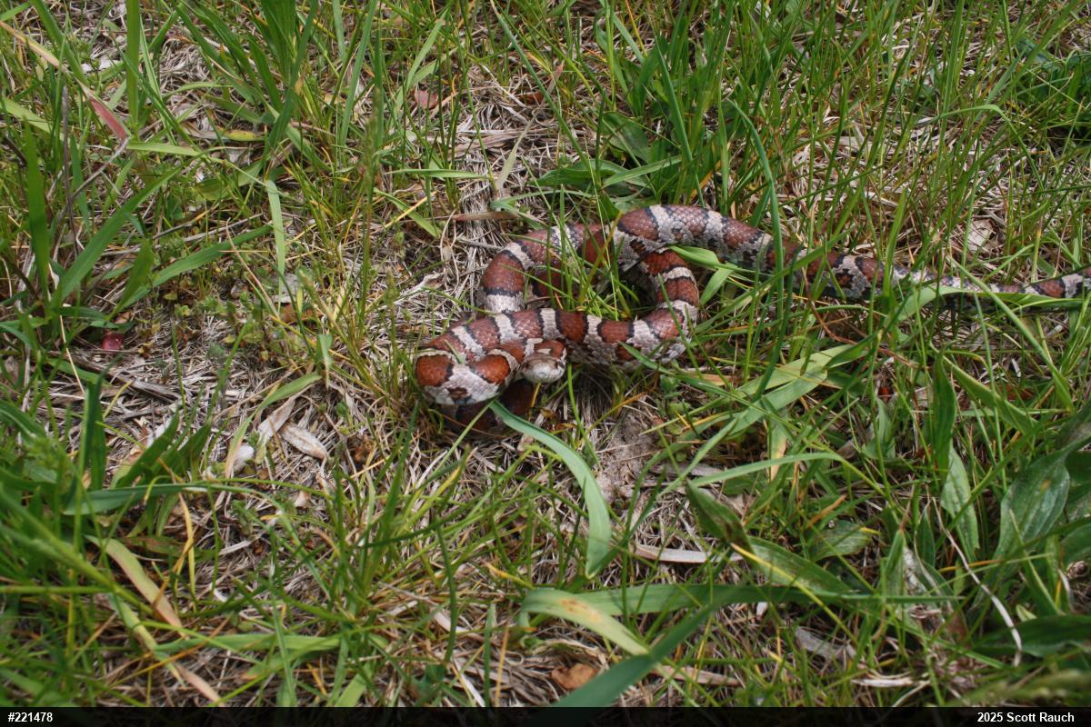 Eastern Milksnake