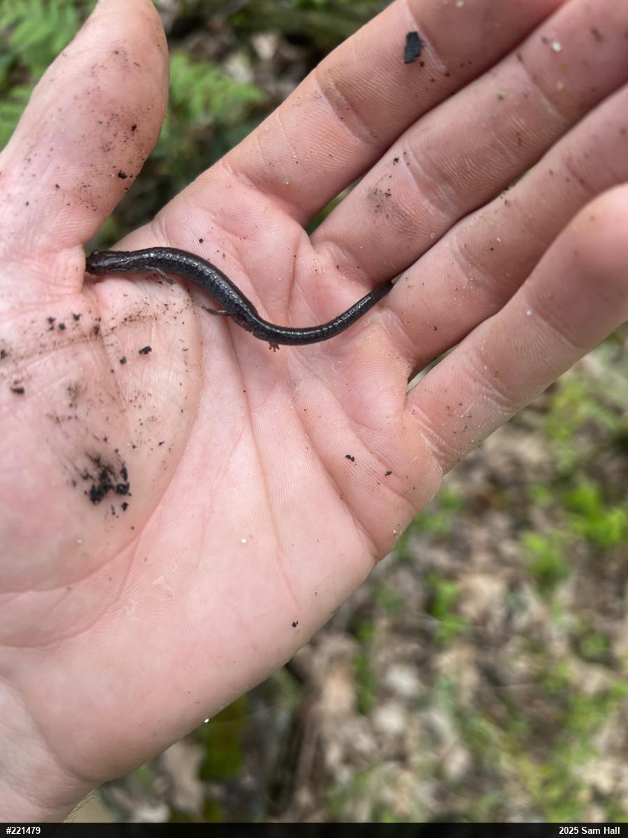 Eastern Red-backed  Salamander