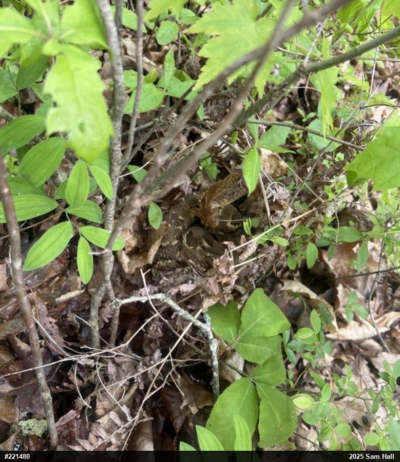 Timber Rattlesnake