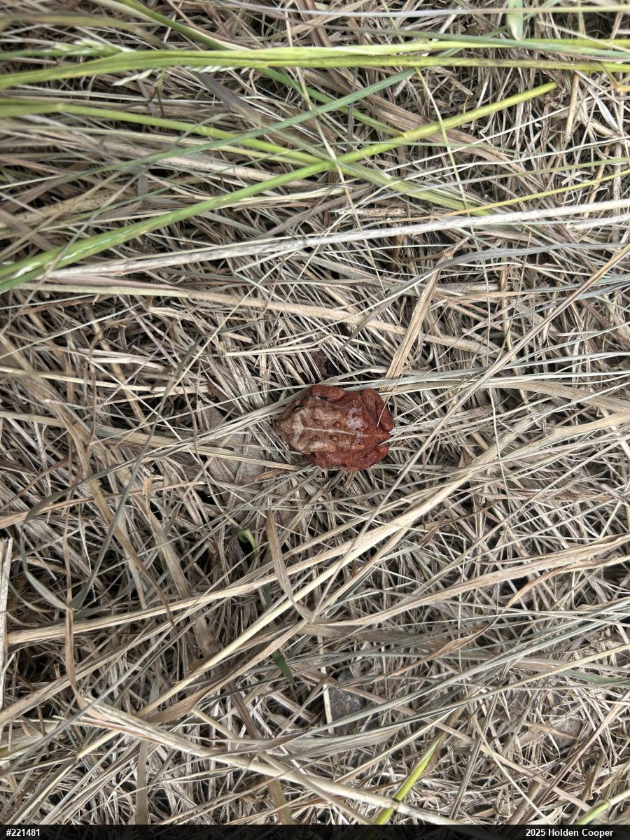 Eastern American Toad