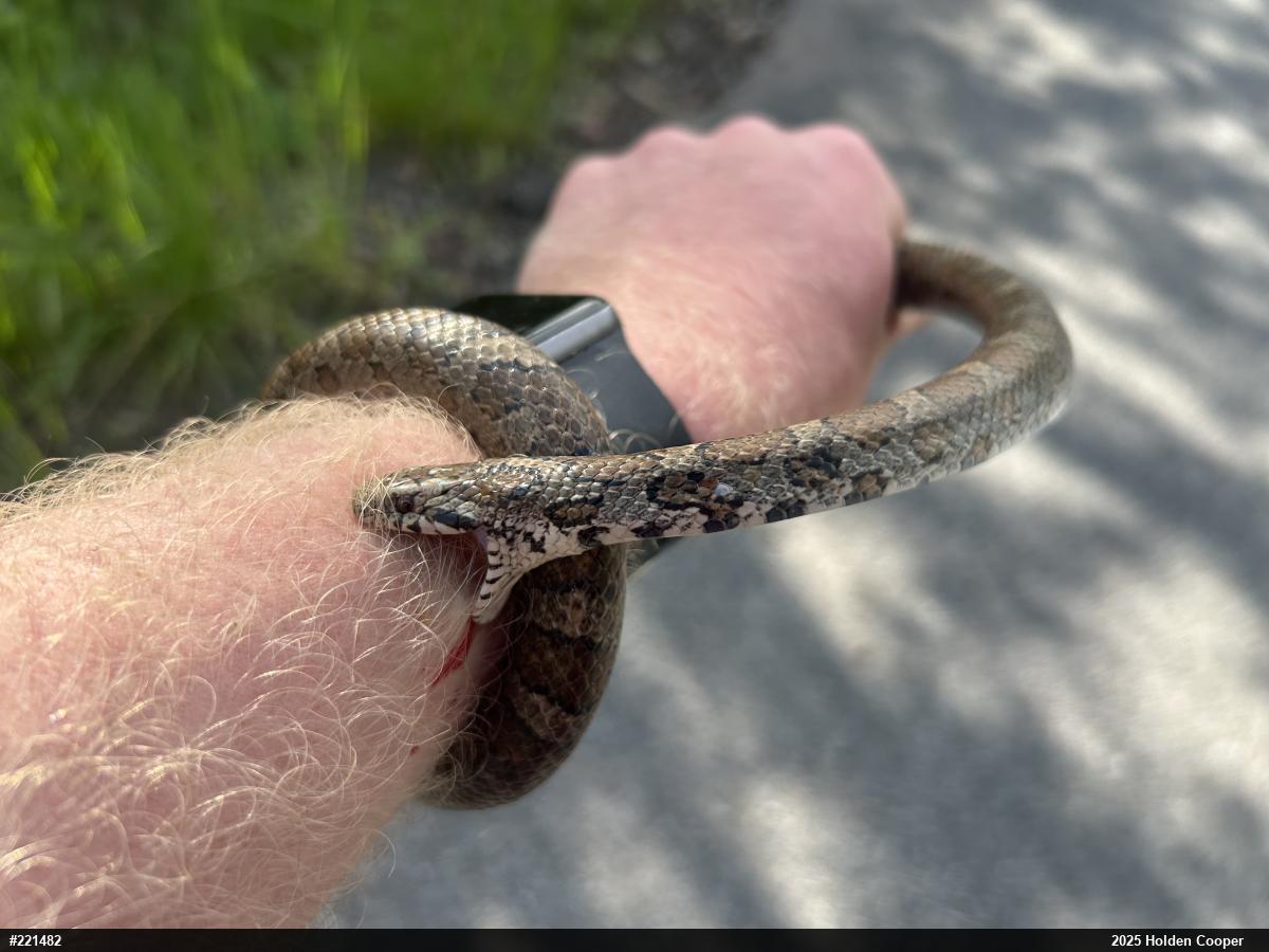 Eastern Milksnake
