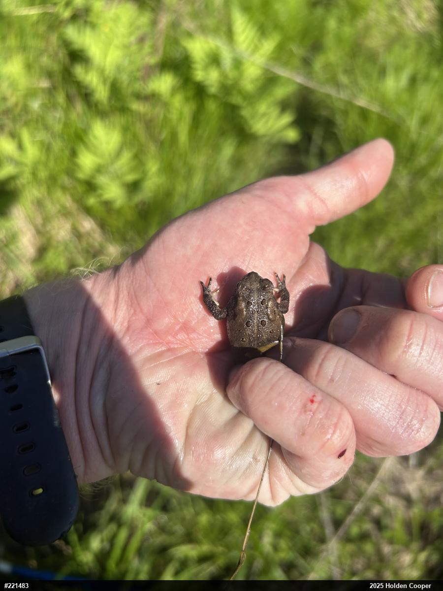 Eastern American Toad