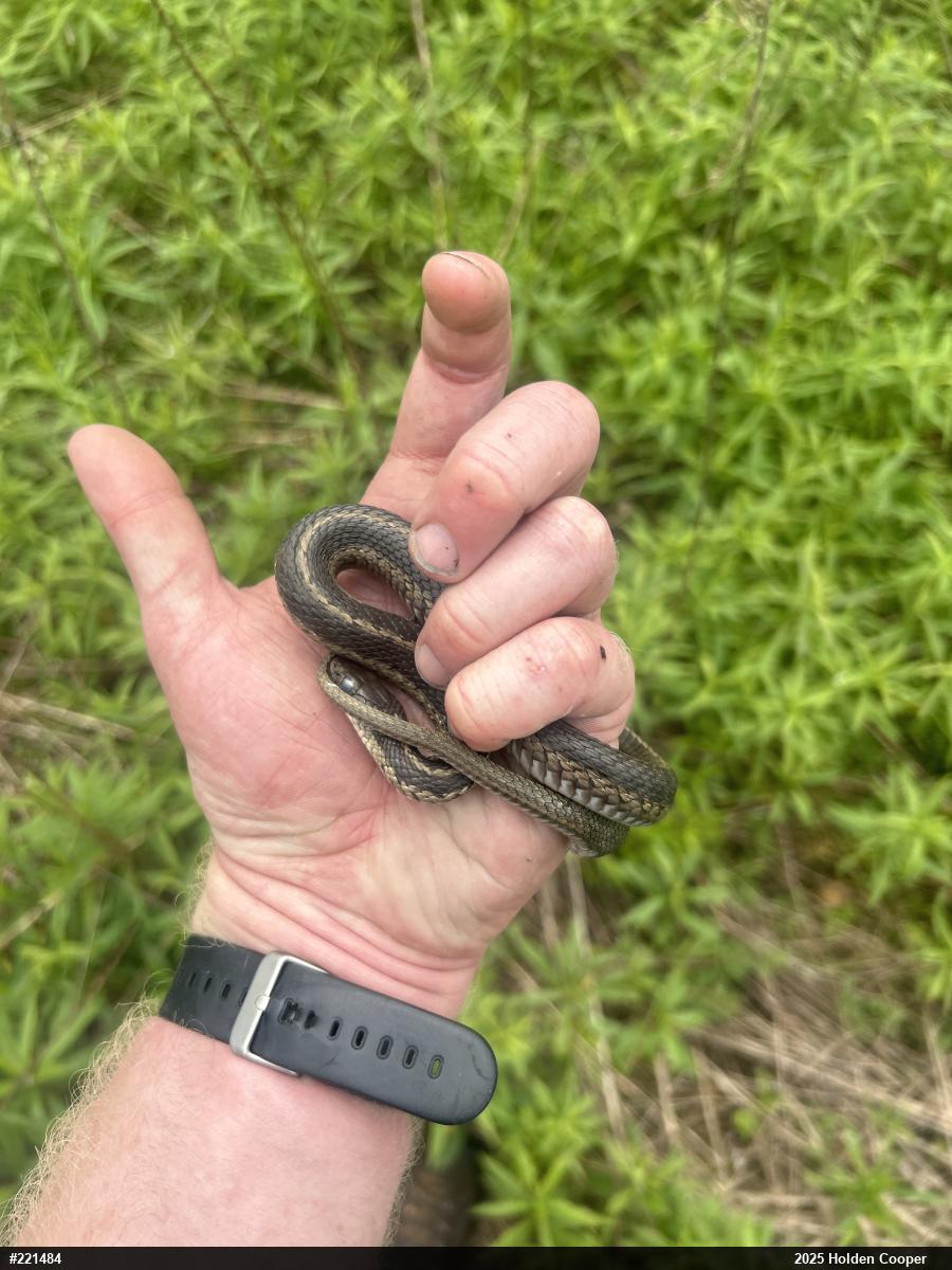 Eastern Gartersnake
