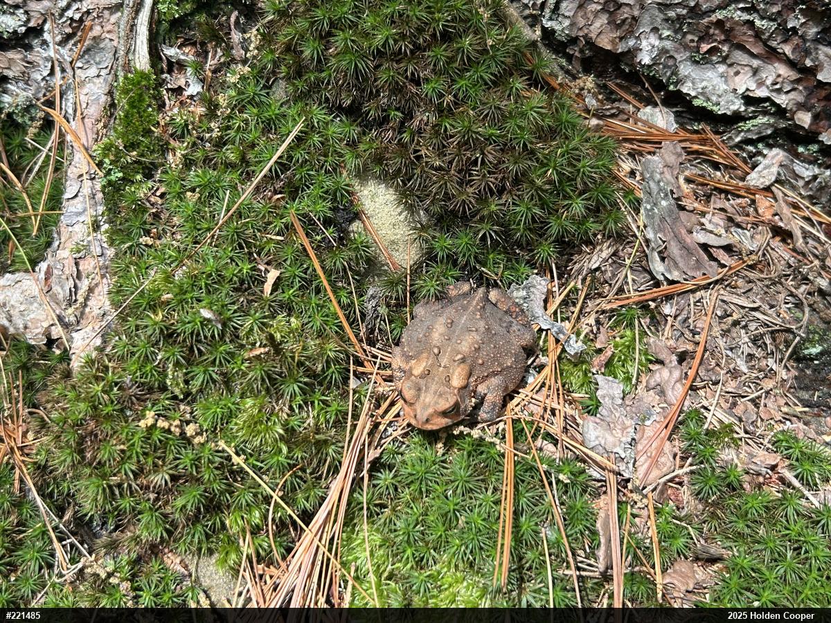 Eastern American Toad