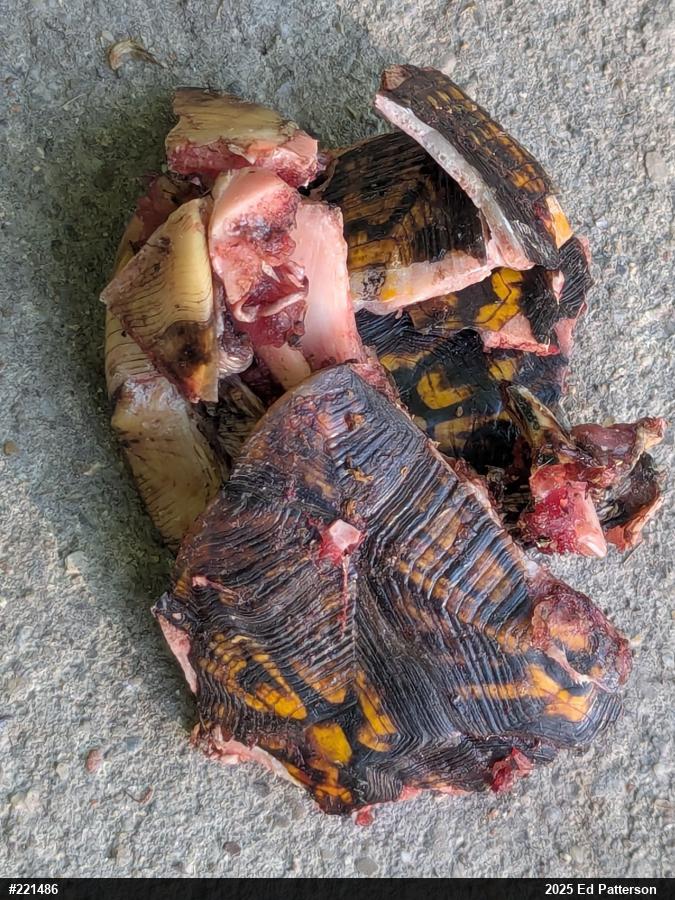 Eastern Box Turtle