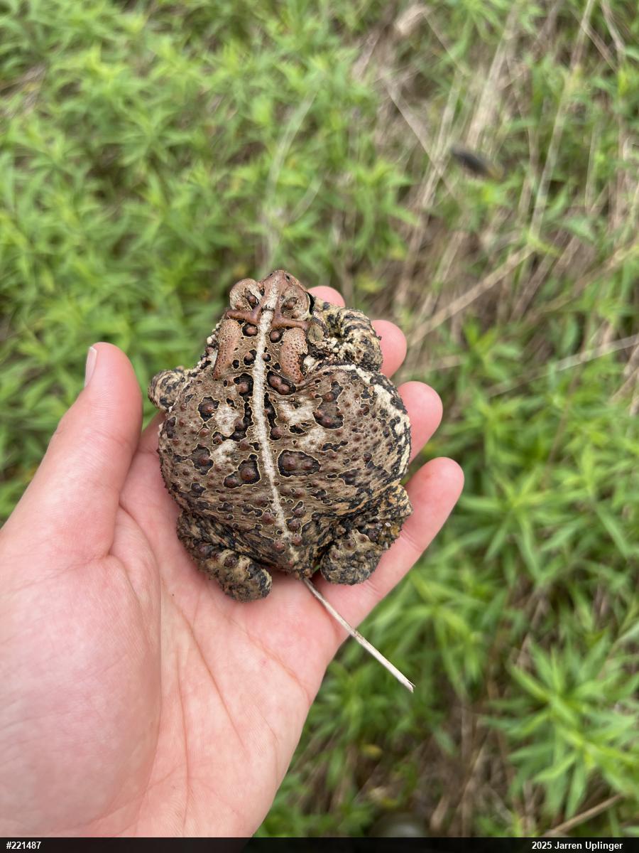 Eastern American Toad