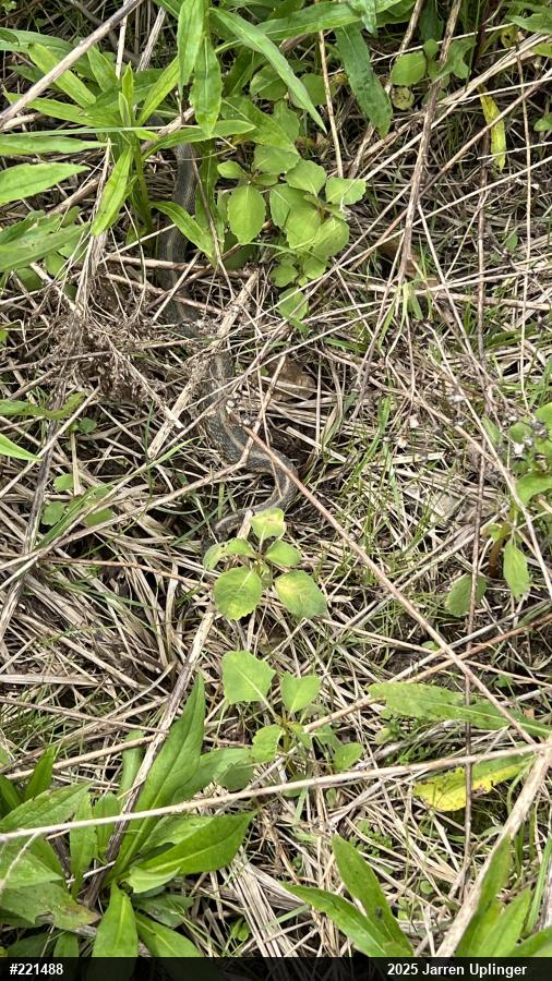 Eastern Gartersnake
