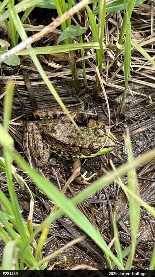 Green Frog