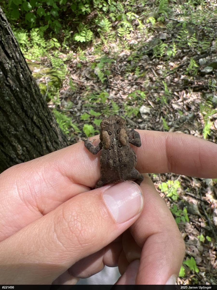 Eastern American Toad