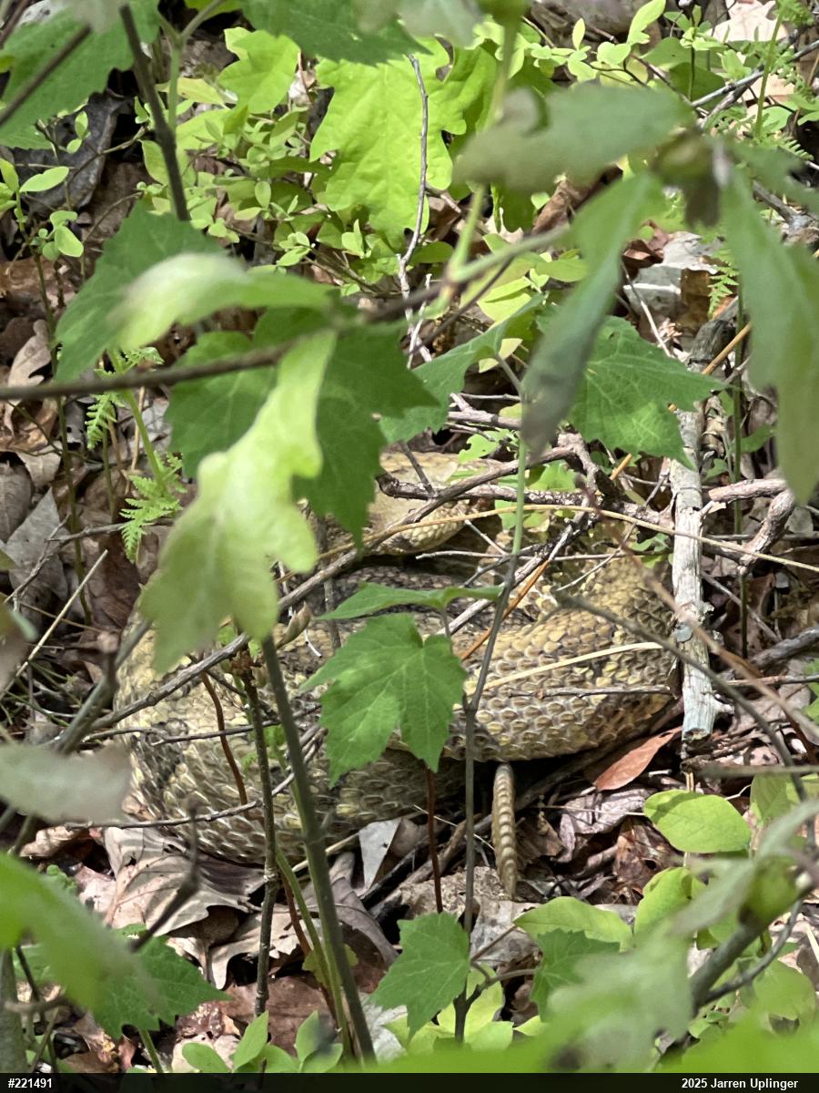 Timber Rattlesnake