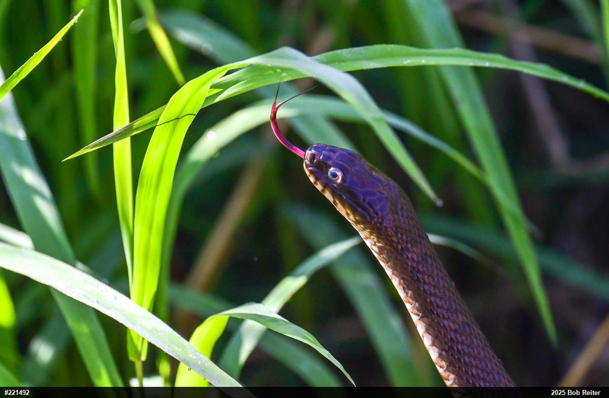 Northern Watersnake