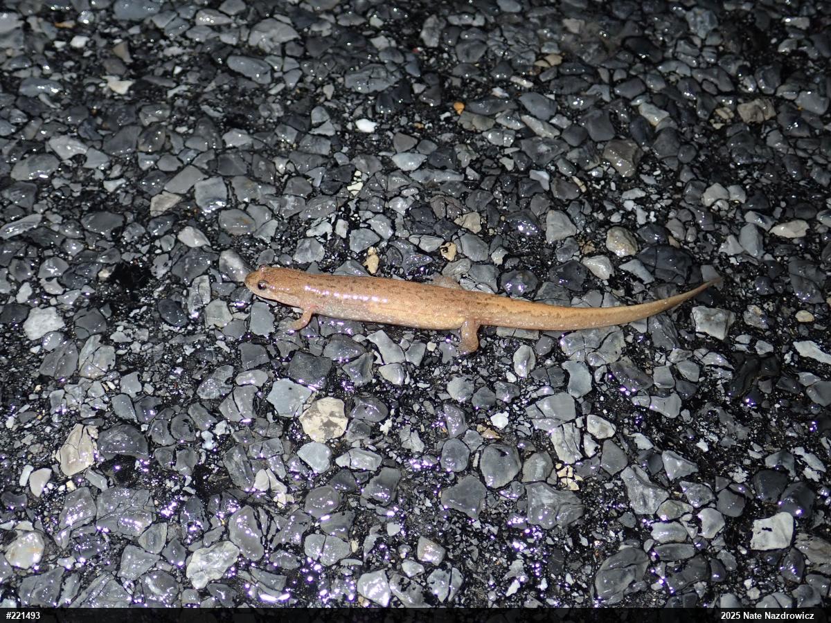 Northern Dusky Salamander